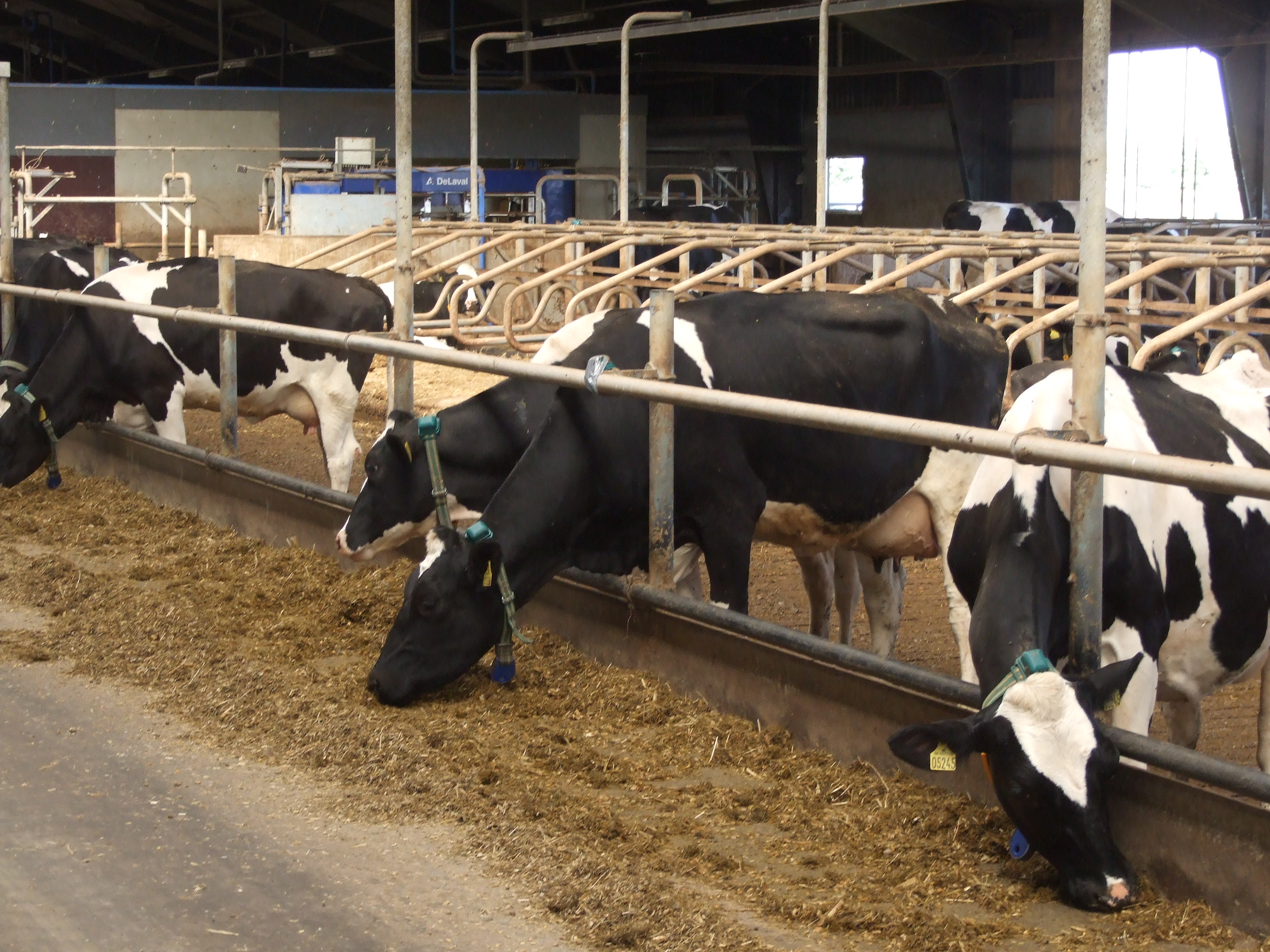 Just Why Do the Danish Lead the Way? The Cattle Site